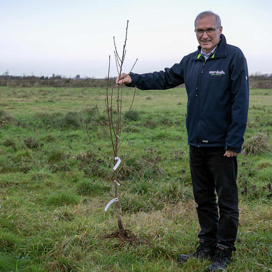 Nectarine Tree Lord Napier Tree Buy Nectarine Tree Online