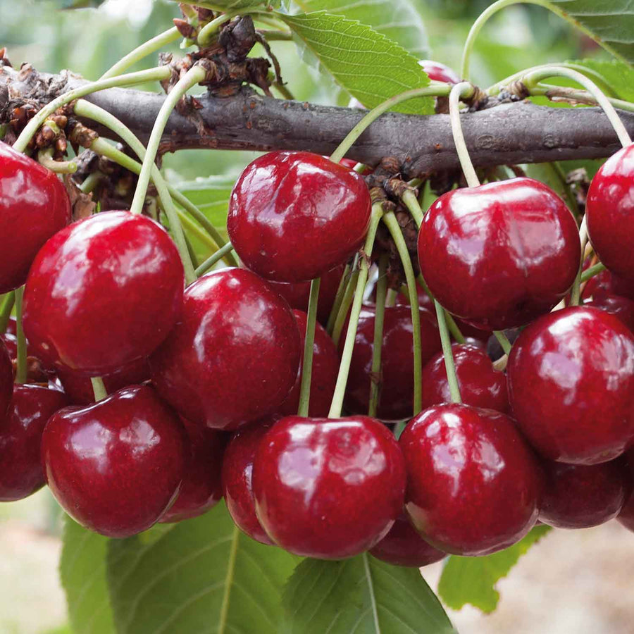 Patio Cherry Tree 'Regina' 2L Potted Plant Buy Cherry Trees Online Cherry Trees for Sale