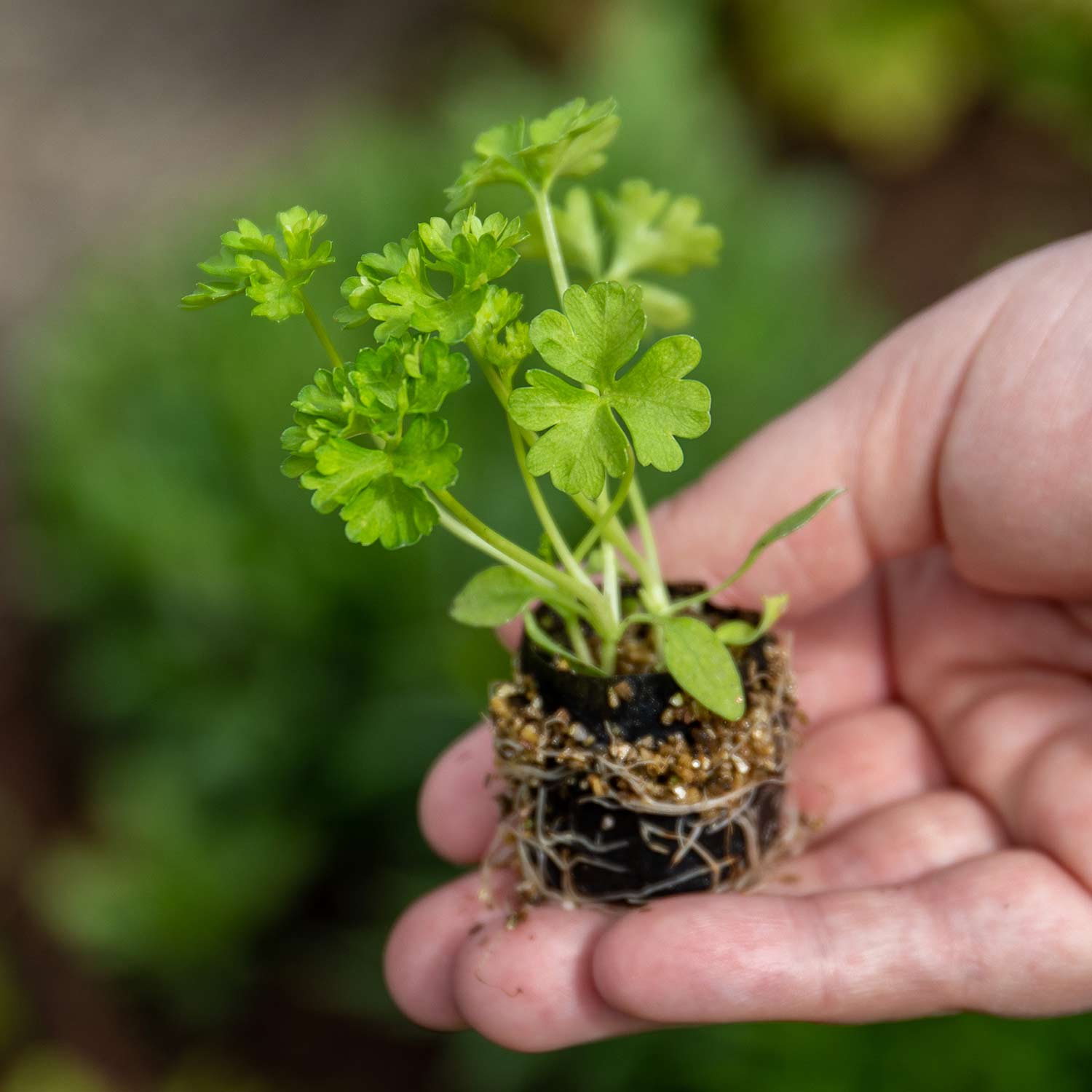 Parsley Moss Curled Mid April Despatch Buy Parsley Plants Online