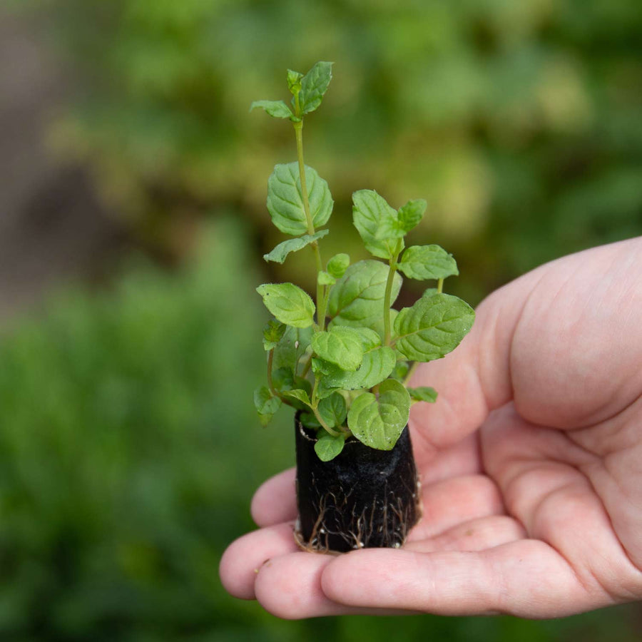 Garden Mint Plants Mid April Despatch Buy Garden Mint Plants Online
