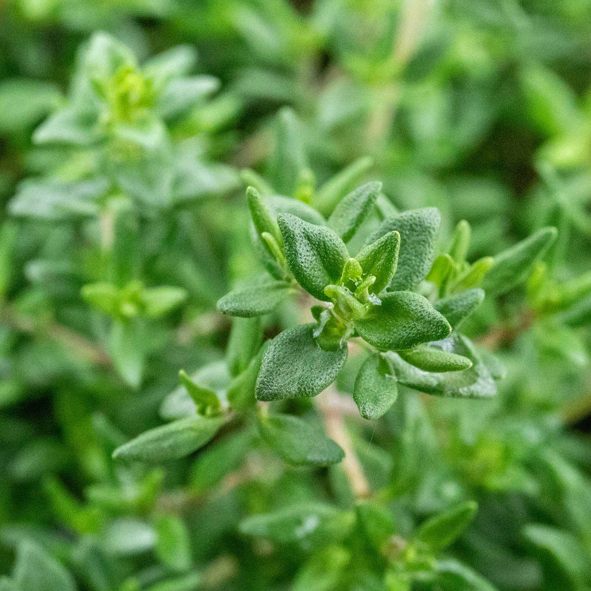 Common Thyme 1L Plant Buy Thyme Plants Online Thyme Plants for