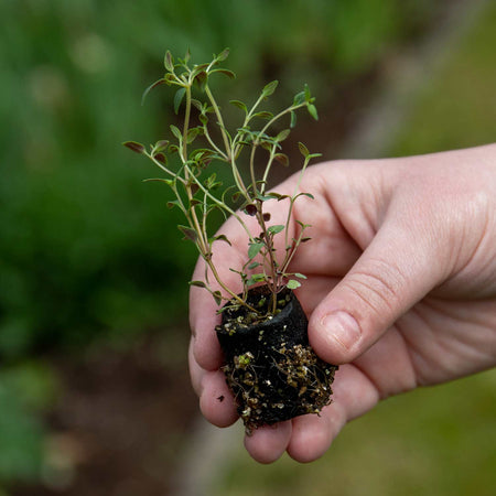 Herb Collection Plant 'Sense-ational'