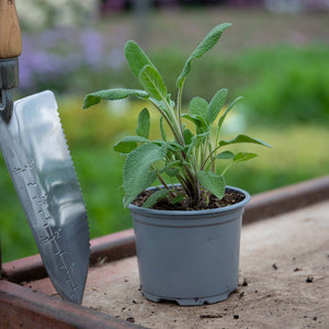 Sage In Containers: Can Sage Be Grown Indoors?
