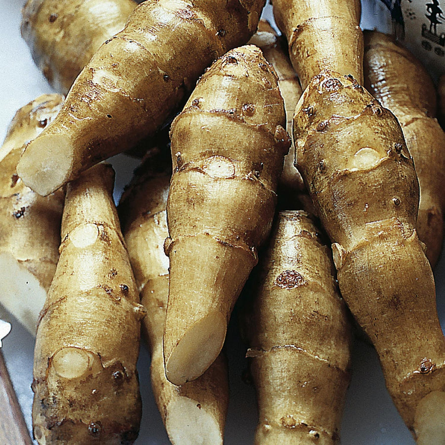 Jerusalem Artichoke Fuseau Tubers Buy Artichoke Tubers Online