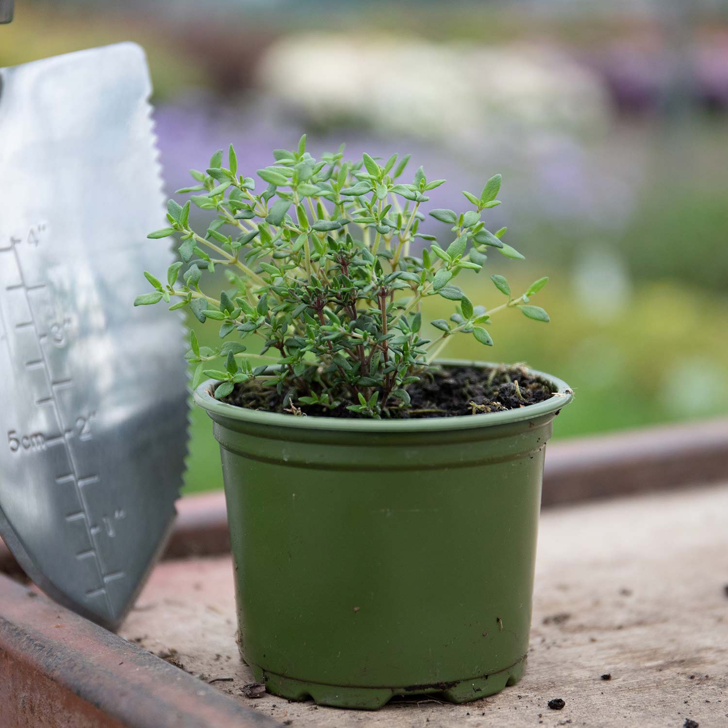 Thymus vulgaris Thyme) 3 x 9cm Plants Buy Thyme Plants