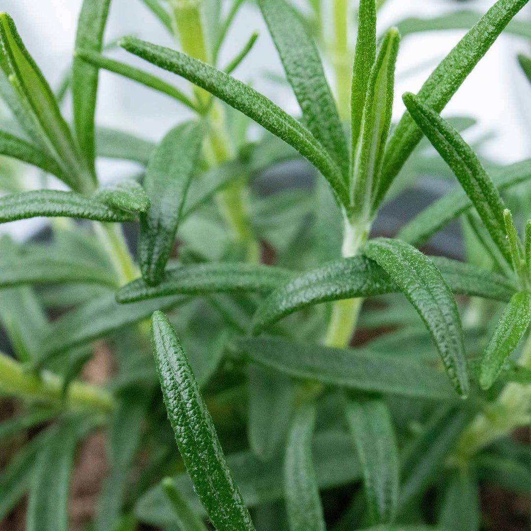 Rosemary 1L Plant Buy Rosemary Plants Online Rosemary Plants for