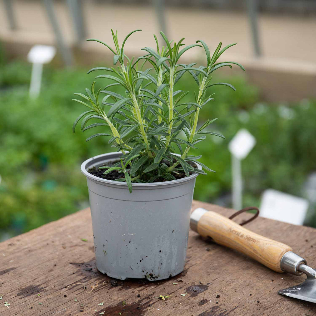 Rosemary 1L Plant Buy Rosemary Plants Online Rosemary Plants for
