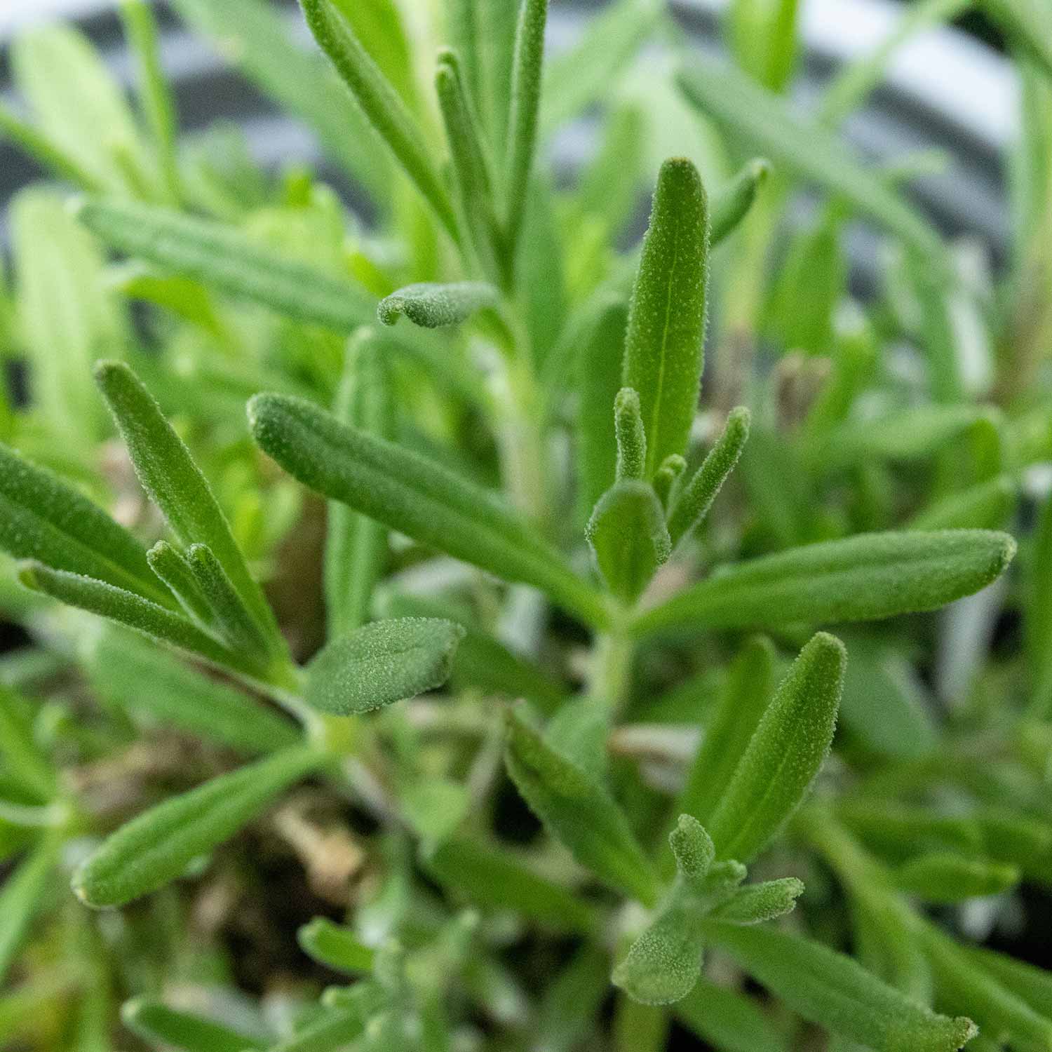 Lavender Plant 'Hidcote' 1 x 1 Litre Potted Plant Buy Lavender