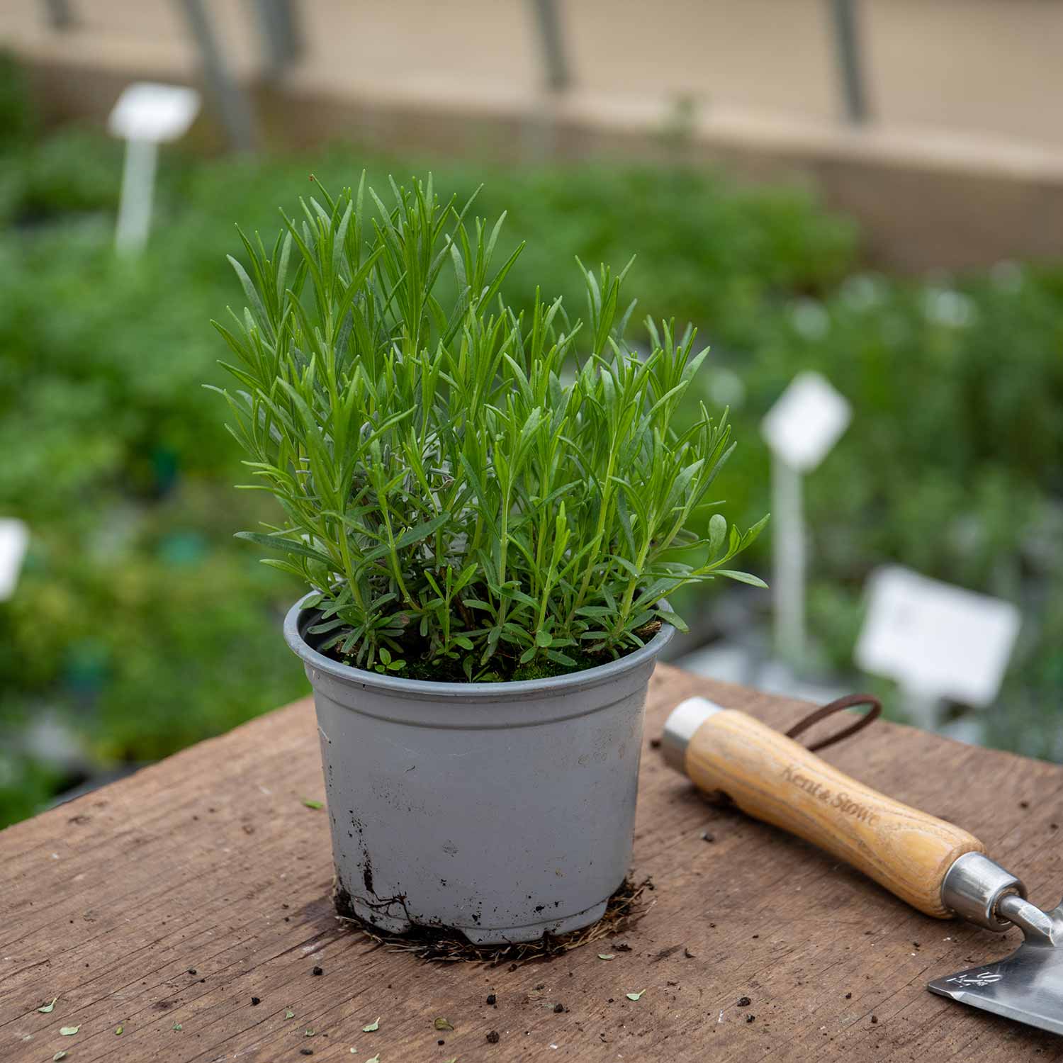 Lavender Plant 'Hidcote' 1 x 1 Litre Potted Plant Buy Lavender