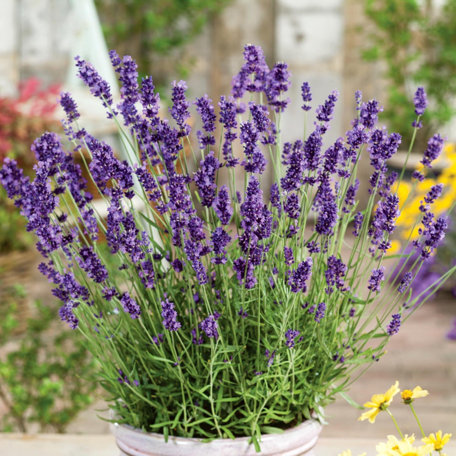 Lavender Plant 'Hidcote' 3 x 9cm Potted Plants Buy Lavender Plants