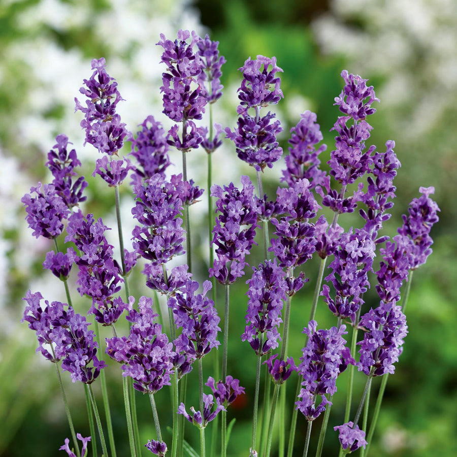 Lavender Plant 'Munstead' 3 x 9cm Potted Plants Buy Lavender Plants