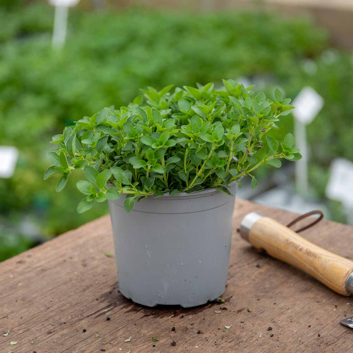 Marjoram 1L Plant Buy Marjoram Plant Online Marjoram Plant for