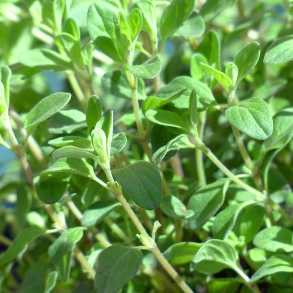 Marjoram Plant 'Origanum Majorana'