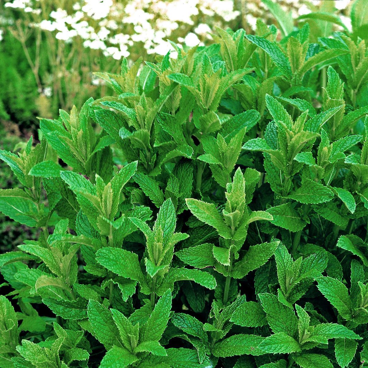 Mint Garden 3 x 9cm Plants Buy Mint Plants Online Mint Plants for