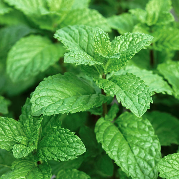 Mint Plant 'Spearmint Mentha Spicata'