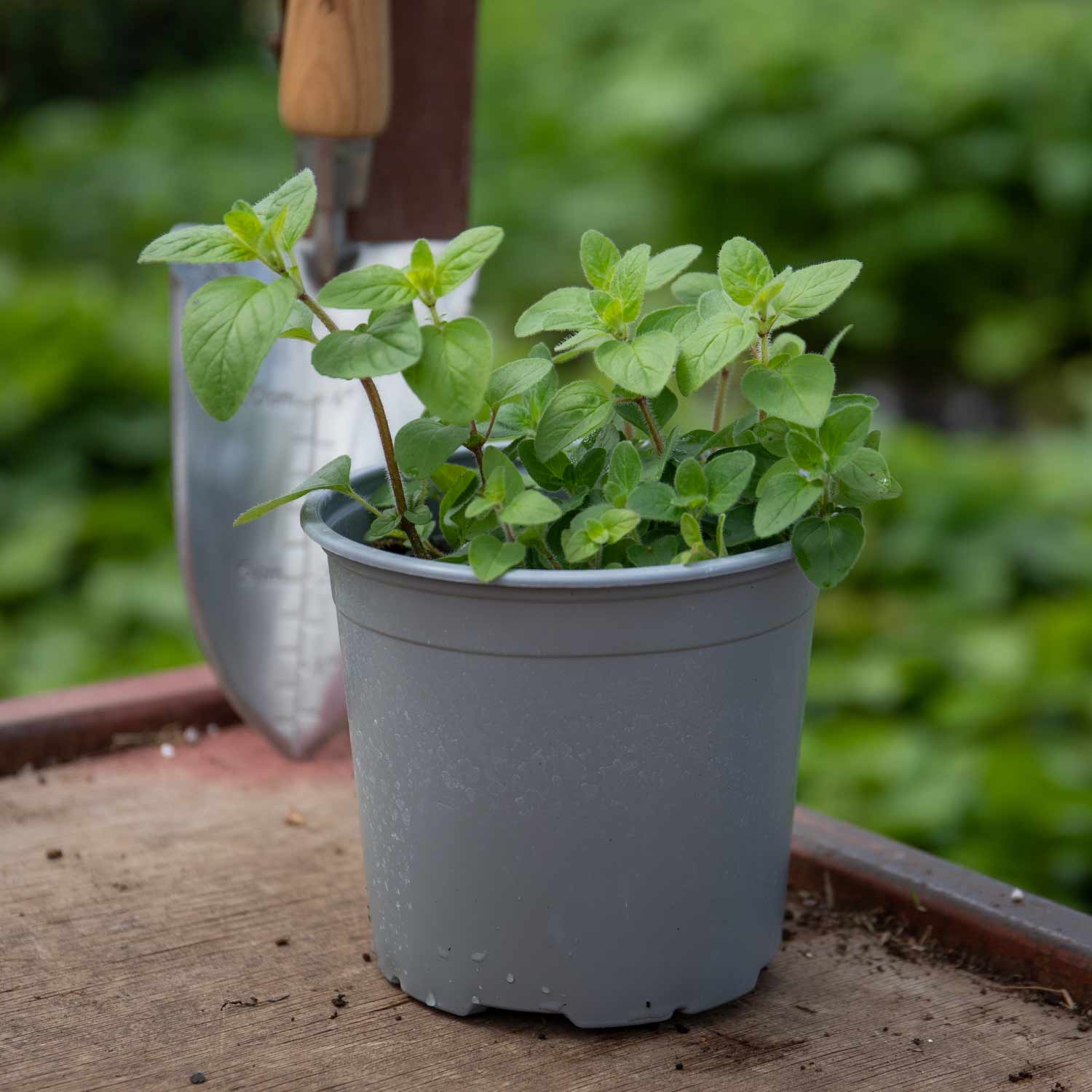 Oregano 1L Plant Buy Oregano Plants Online Oregano Plants for