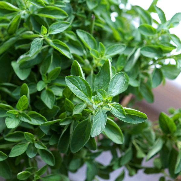 Oregano Plant 'Origanum Vulgare'