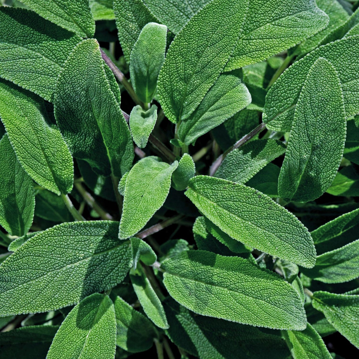 Green Sage 1L Plant Buy Sage Plants Online Sage Plants for Sale