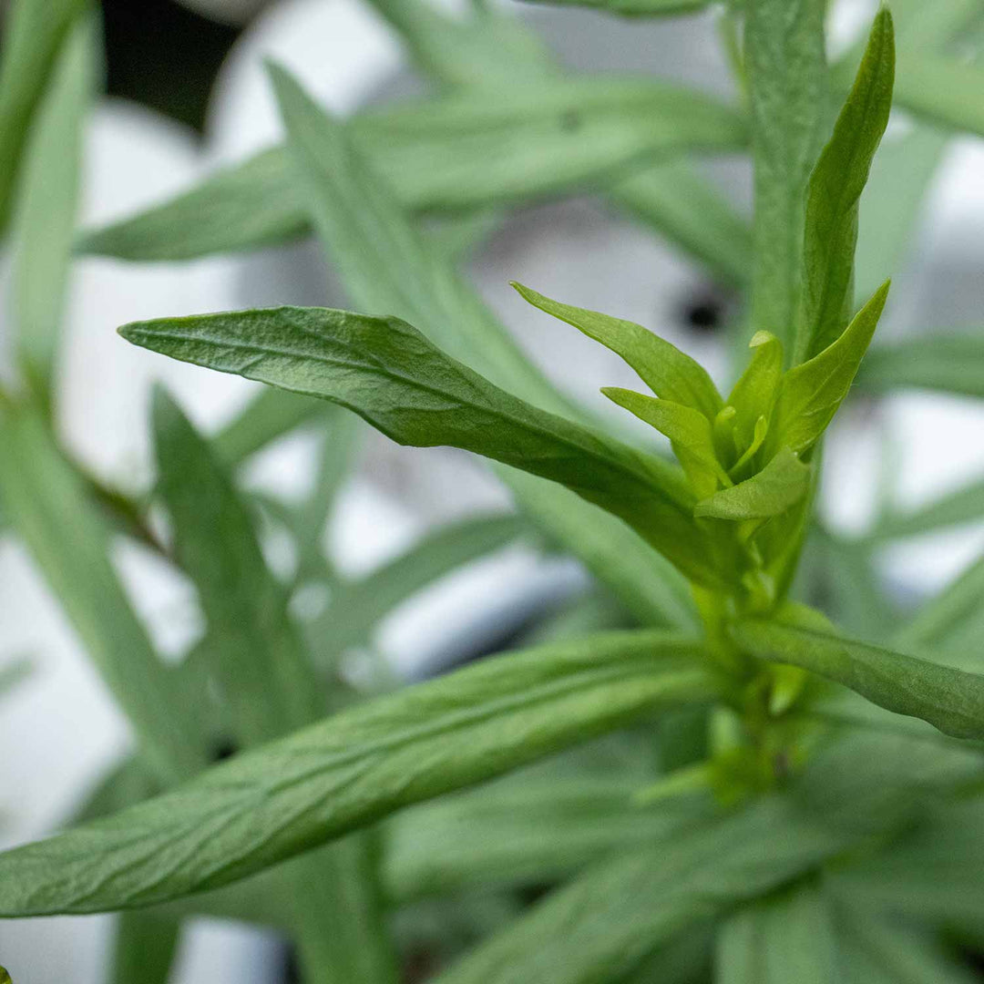 Tarragon 1L Plant Buy Tarragon Plants Online Tarragon Plants for