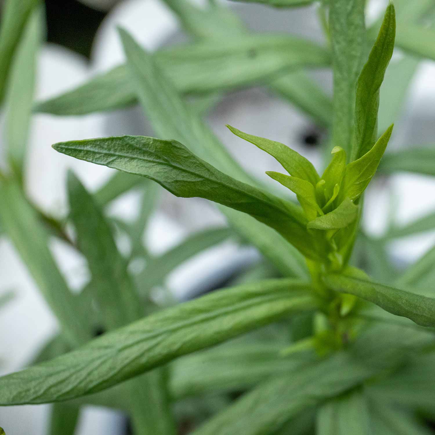 Tarragon 1L Plant Buy Tarragon Plants Online Tarragon Plants for