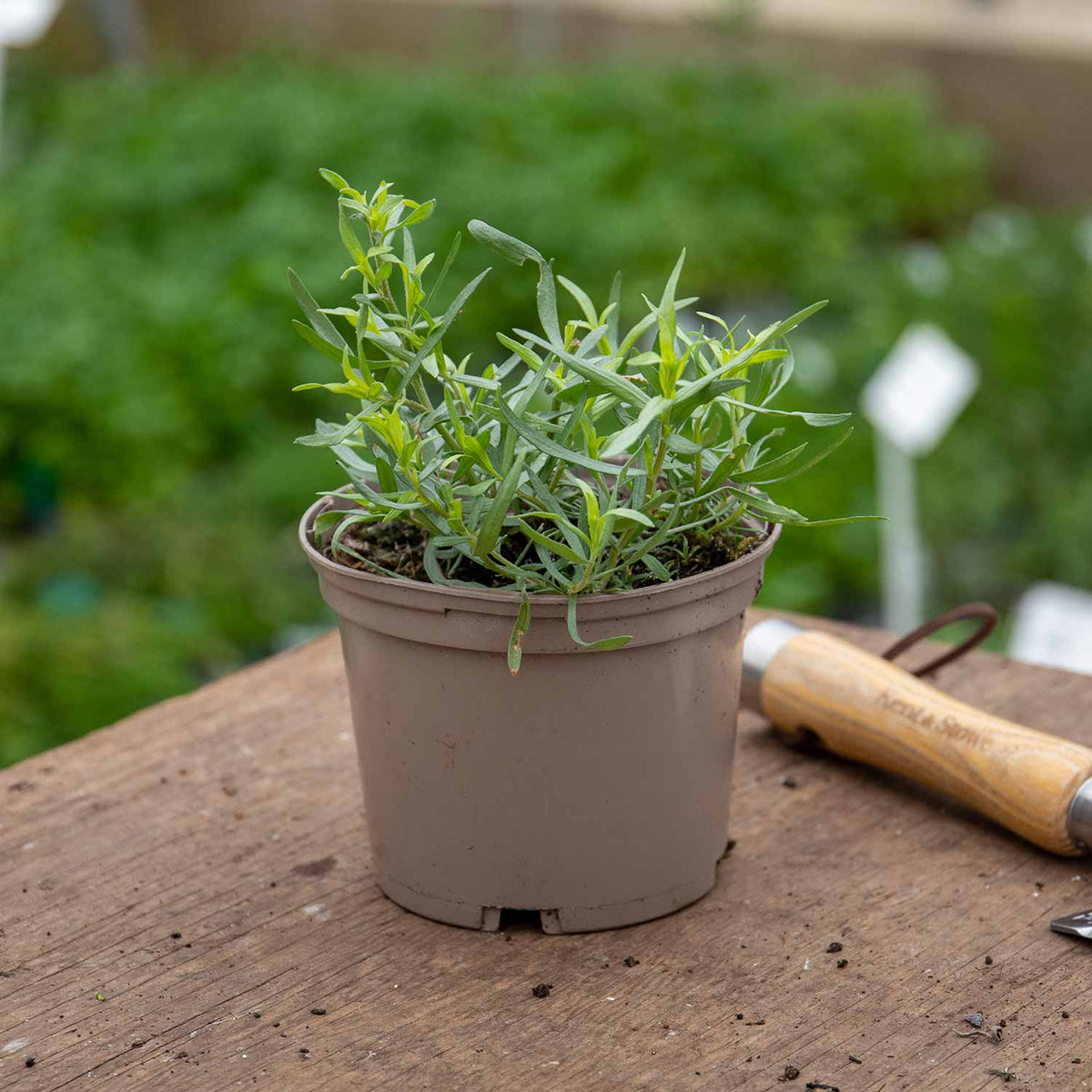 Tarragon 1L Plant Buy Tarragon Plants Online Tarragon Plants for