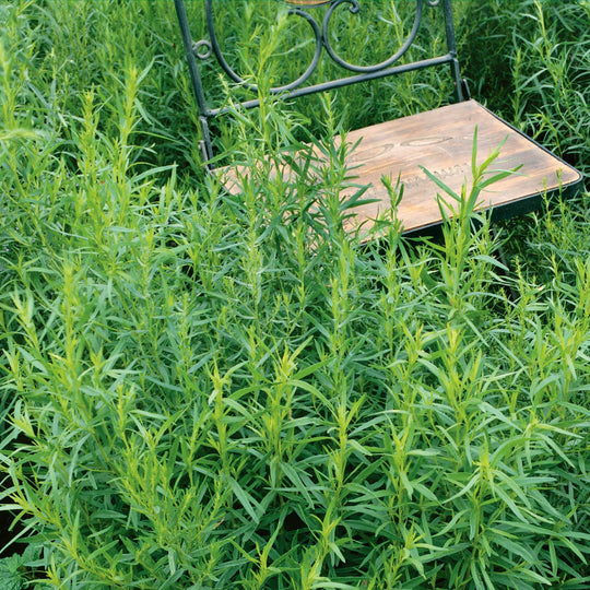 Tarragon (Artemisia dracunculus) 3 x 9cm Plants Buy Tarragon Plants