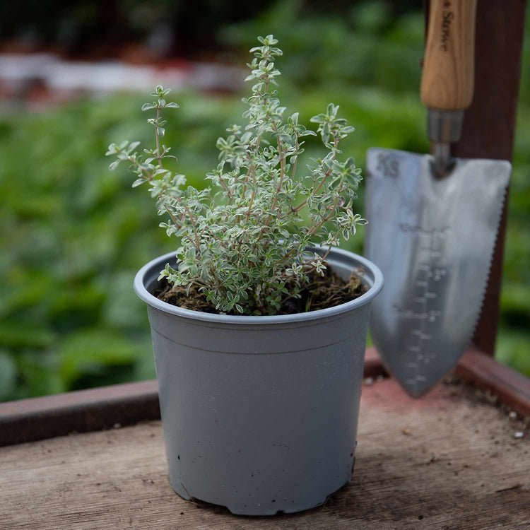 Thyme Plant 'Silver Posie'