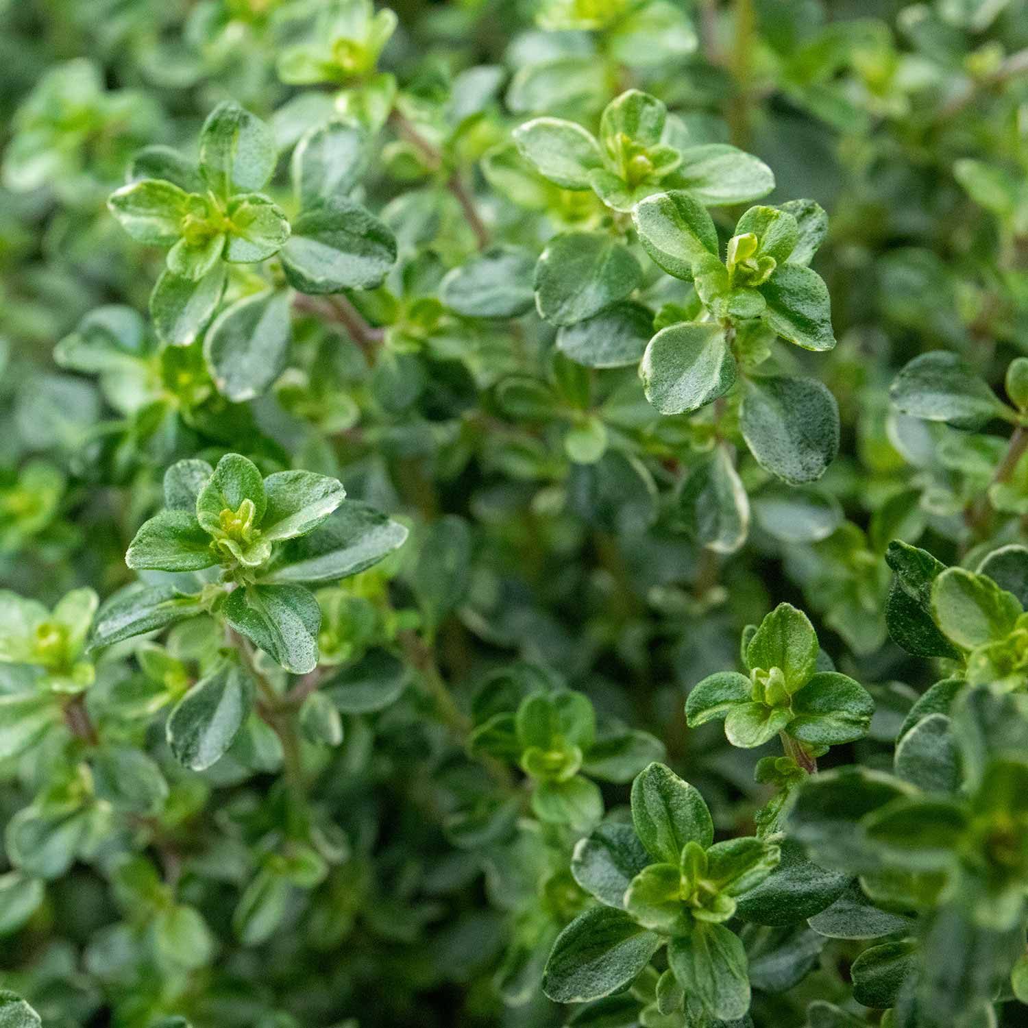 Thyme 'Silver Posie' 1L Plant Buy Thyme Plants Online Thyme
