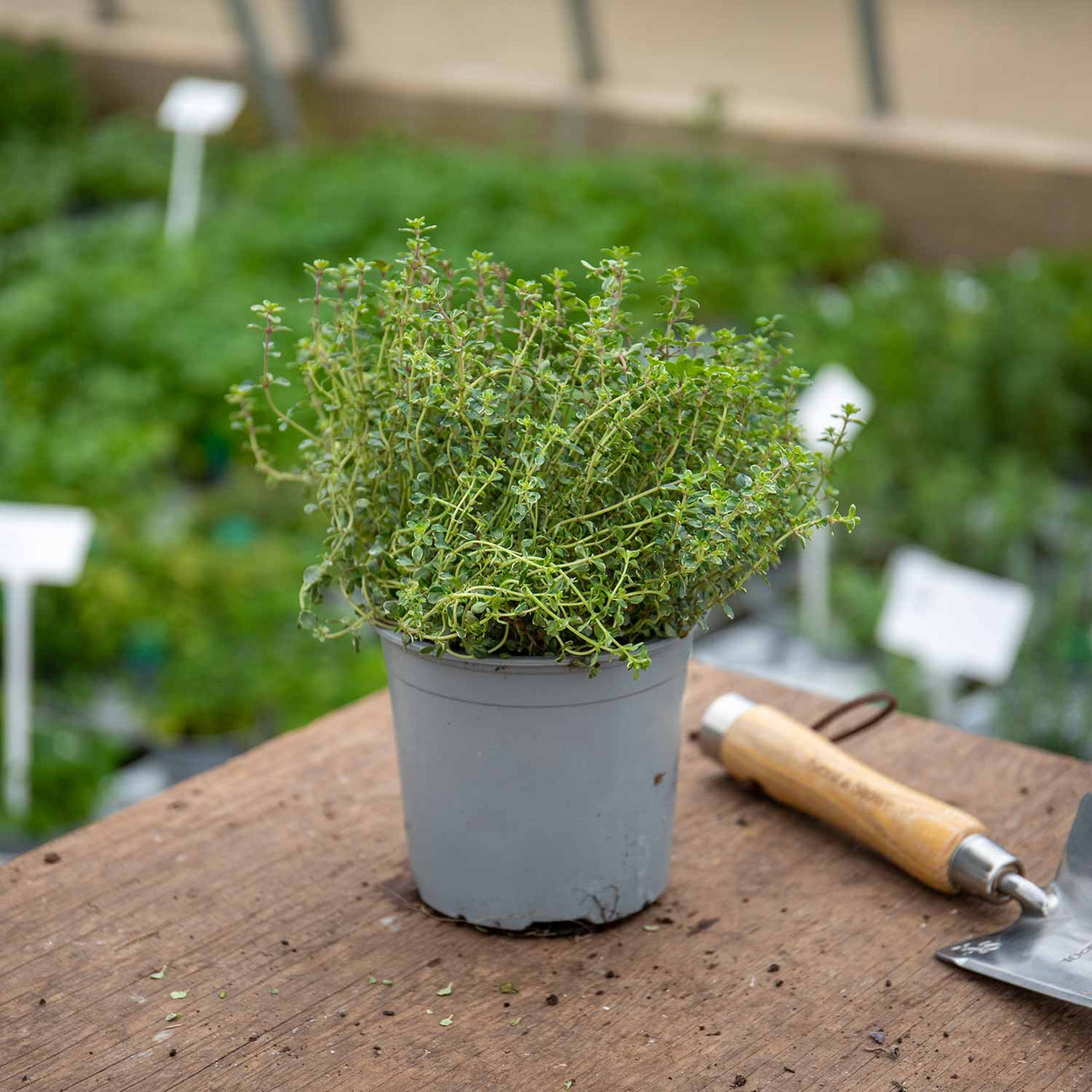 Thyme 'Silver Posie' 1L Plant Buy Thyme Plants Online Thyme