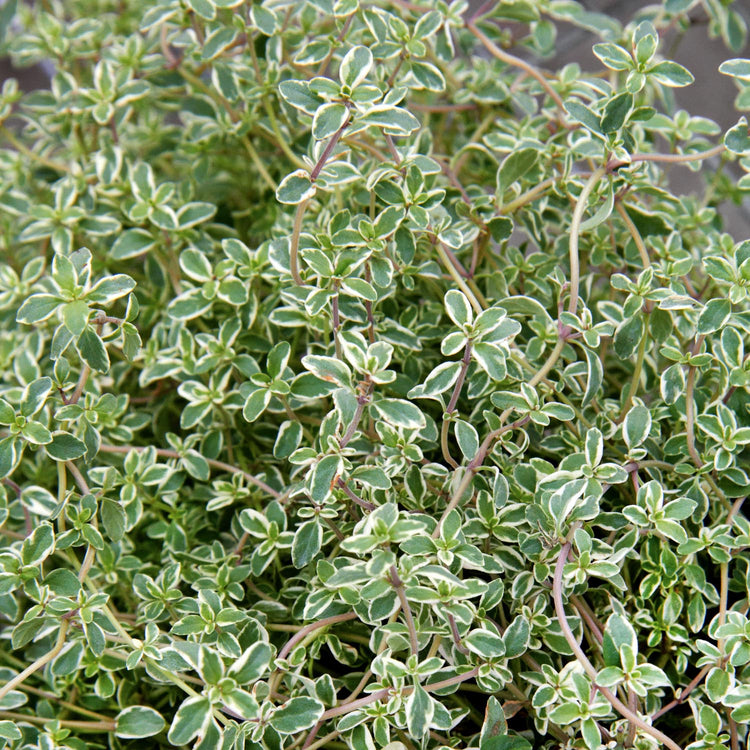 Thyme Plant 'Silver Posie'