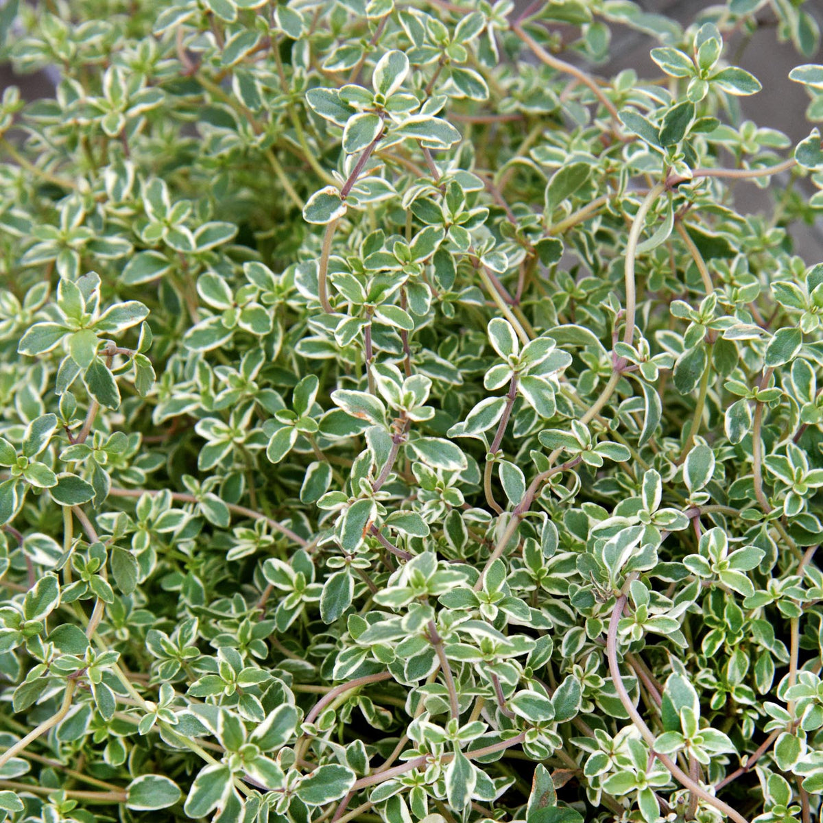 Thyme 'Silver Posie' - 1L Plant | Buy Thyme Plants Online | Thyme ...