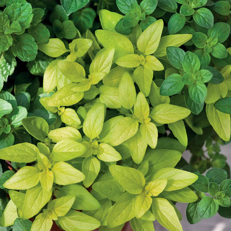 Oregano aureum 'Gold' Plants Mid April Despatch Buy Oregano Plants