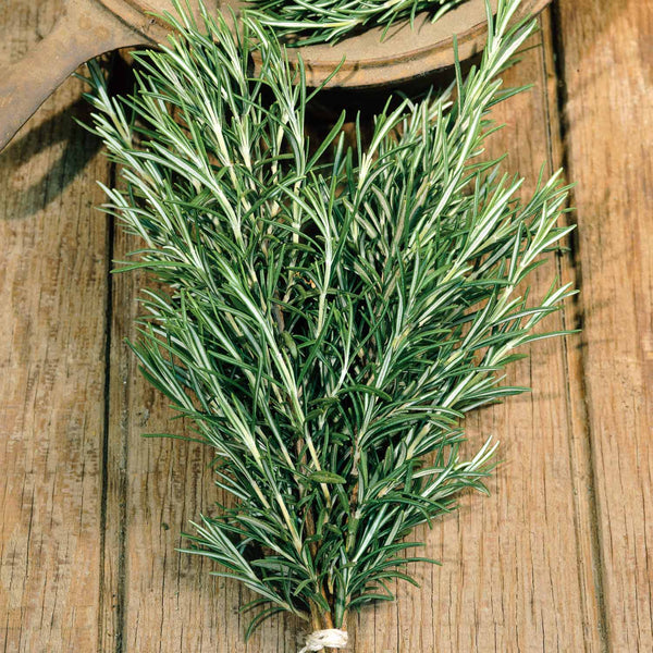 Rosemary Upright Plants - Mid April Despatch