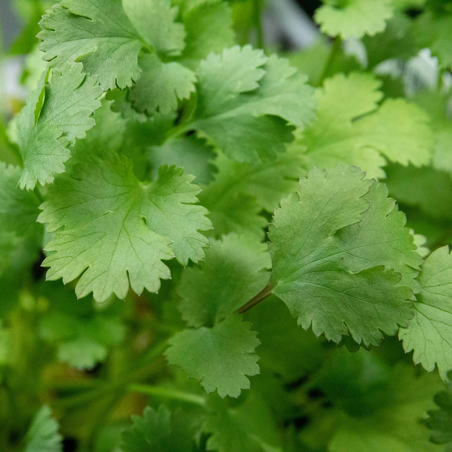 Coriander 1L Plant Buy Coriander Plants Online Coriander Plants