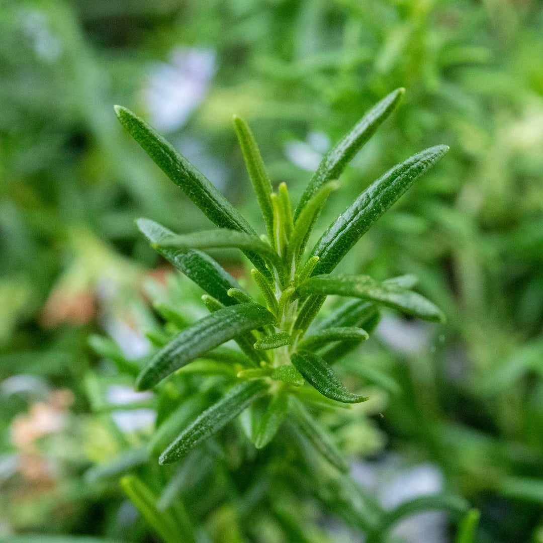 Rosemary 'Prostratus' - 1L Plant | Buy Rosemary Plants Online ...