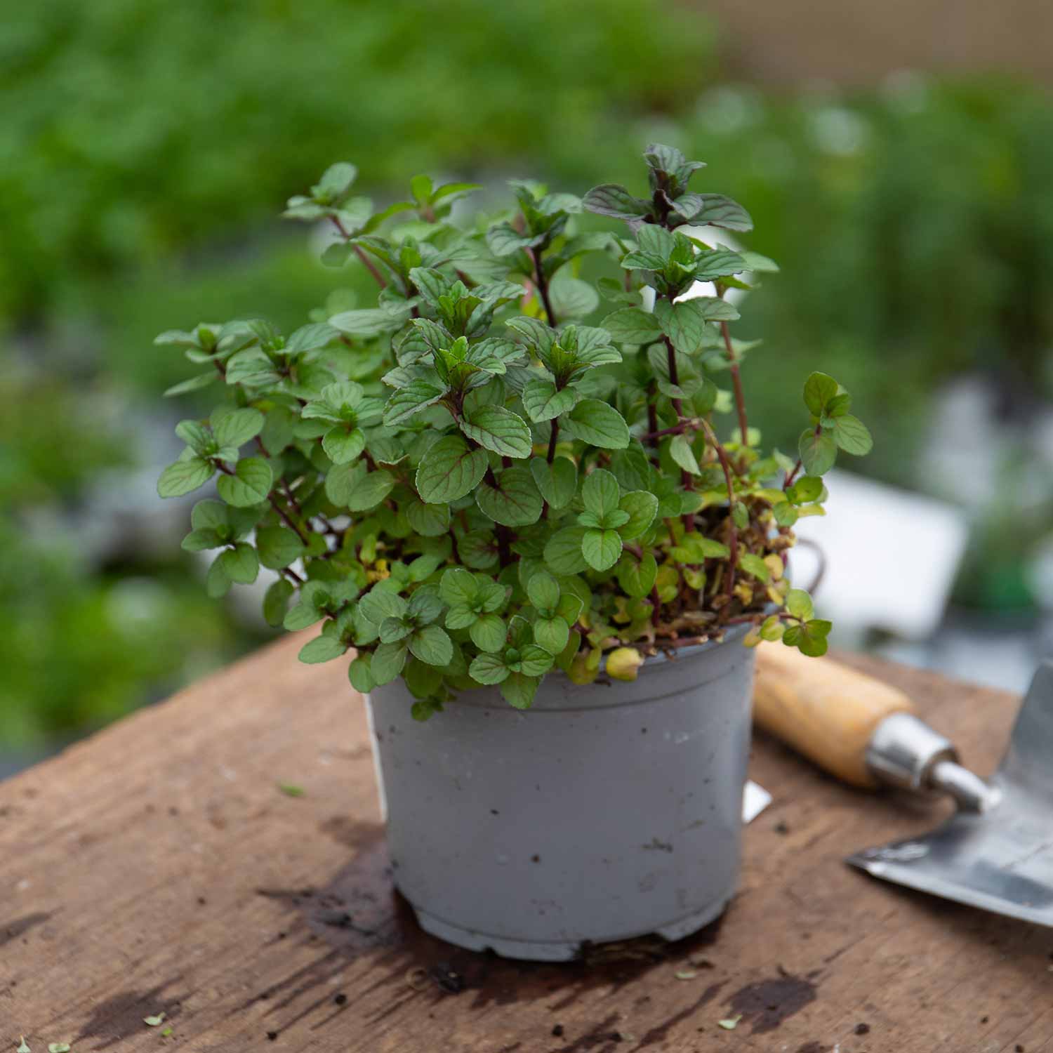 Mint 'Peppermint' 1L Plant Buy Mint Plants Online Mint Plants for
