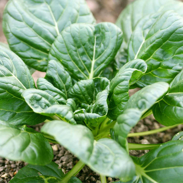 Chinese Salad Plant Tatsoi 'Tah Tsai'