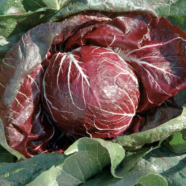 Radicchio Plant 'Indigo'