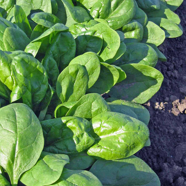 Winter Spinach Plant 'Bella'