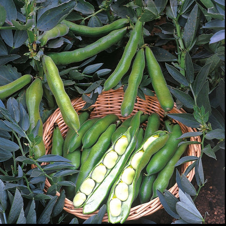 Broad Bean Collection (Autumn Planting) - 36 Plugs