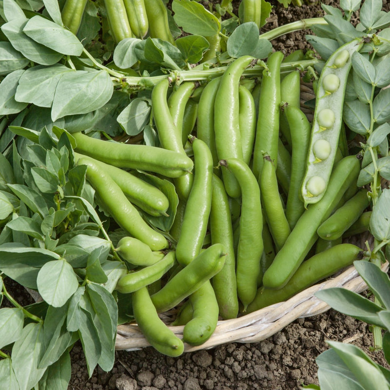 Broad Bean Collection (Autumn Planting) - 36 Plugs