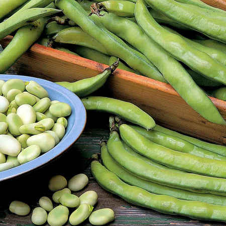 Broad Bean Collection (Autumn Planting) - 36 Plugs