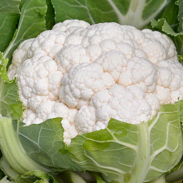 Cauliflower Plant 'Andromeda'