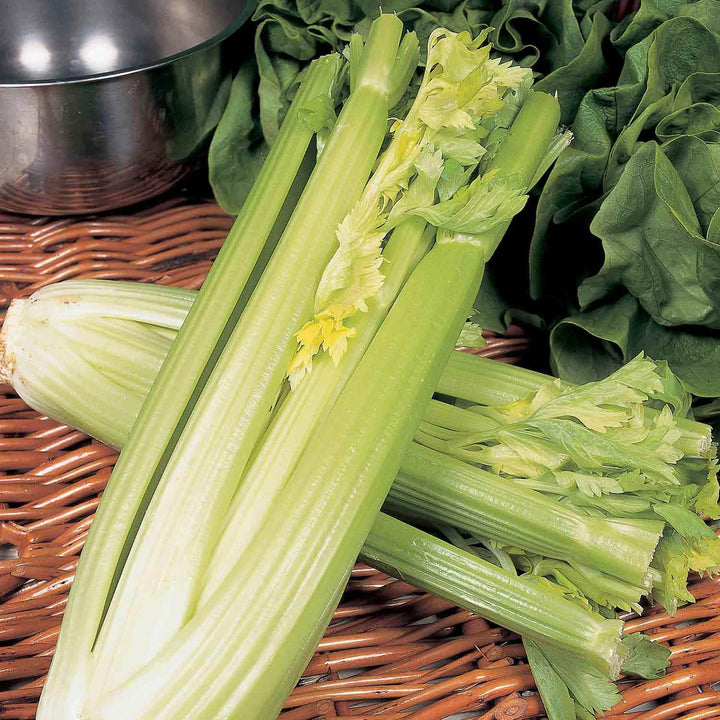 Celery Plants | Celery Plants for Sale | Buy Celery Plants Online ...