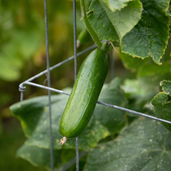 Cucumber Plant 'Green Fingers F1'