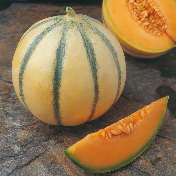 Melon Plant 'Alvaro'