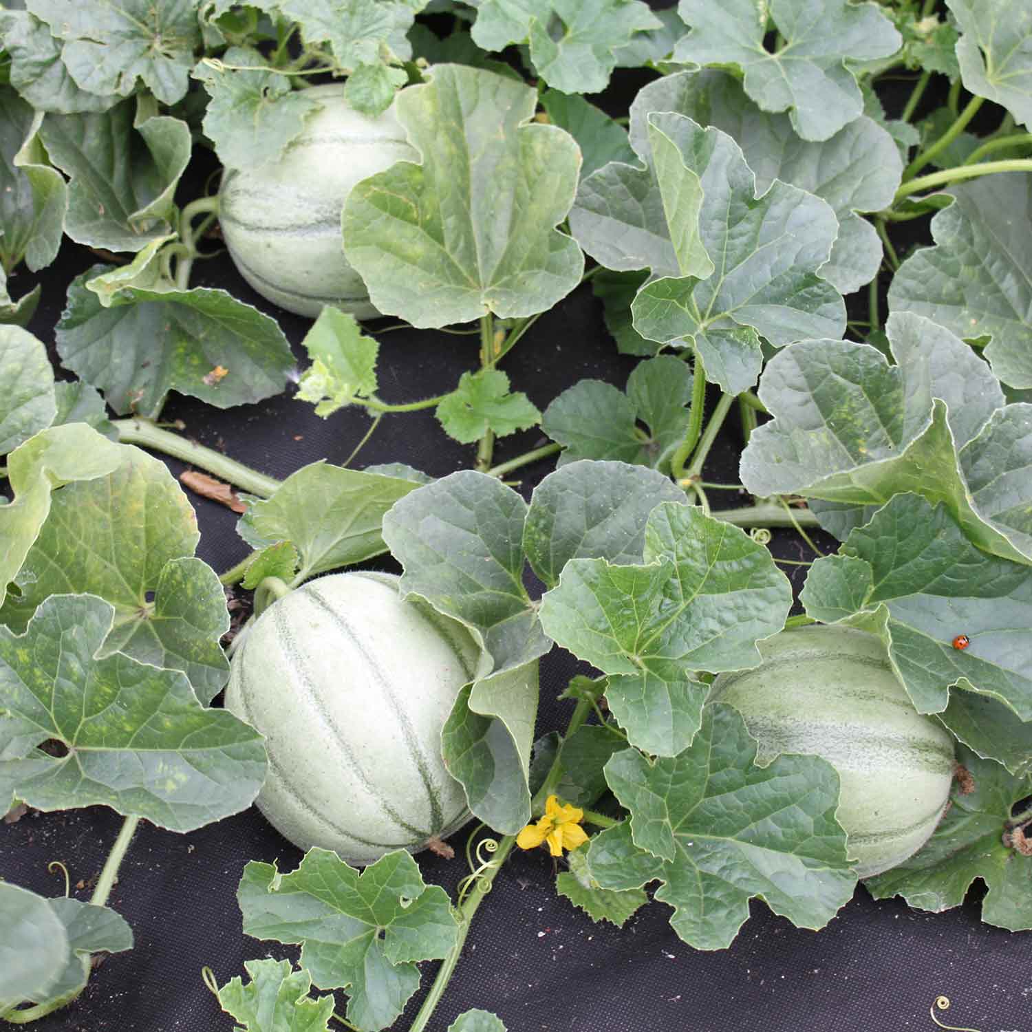 Melon 'Alvaro' 3 Super Plugs Buy Melon Plants Online Marshalls Garden