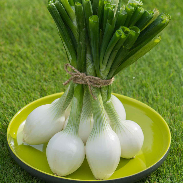 Onion Plant 'White Star'