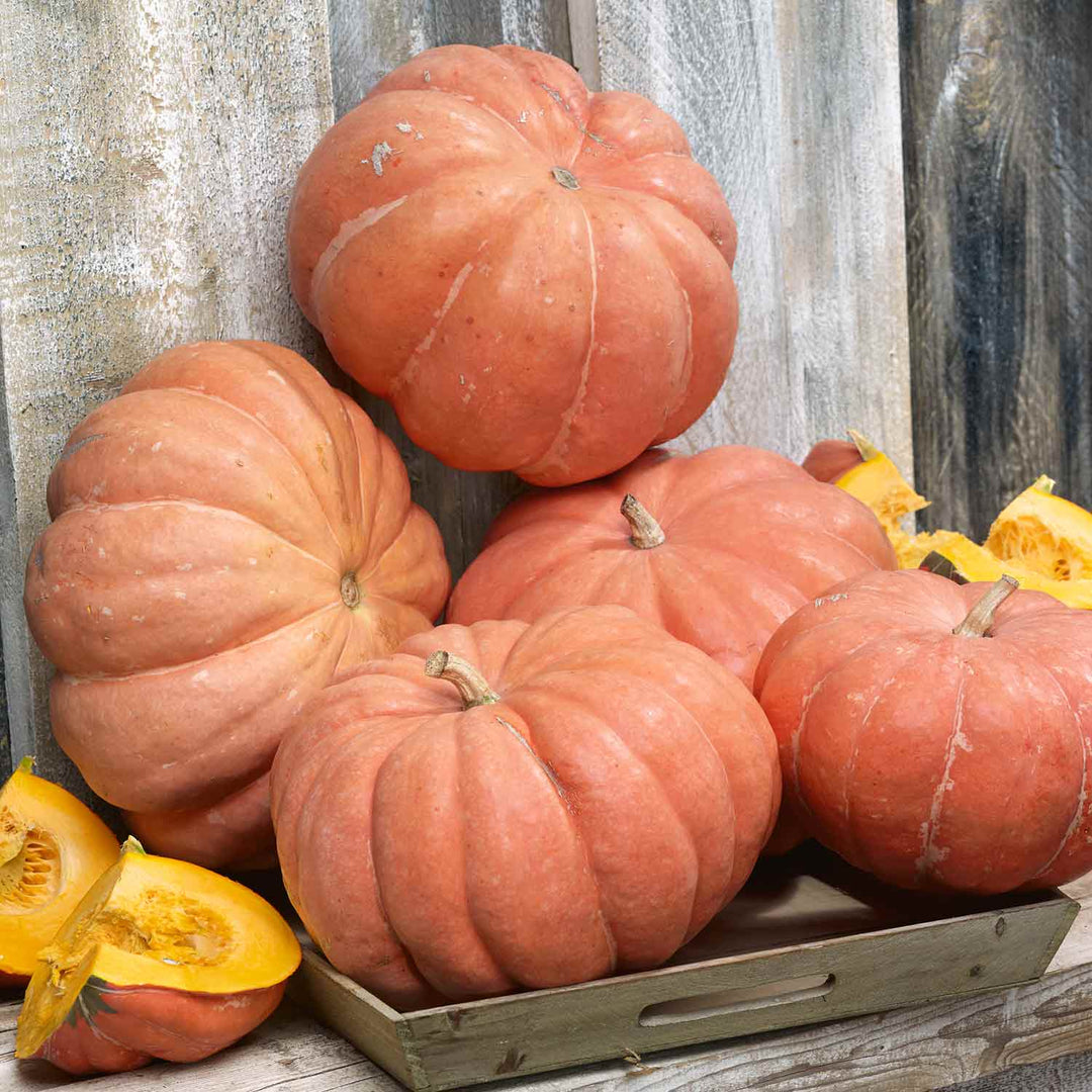 Pumpkin 'Muscat de Provence' 3 Super Plugs Buy Pumpkin Plants Online Pumpkin Plants for