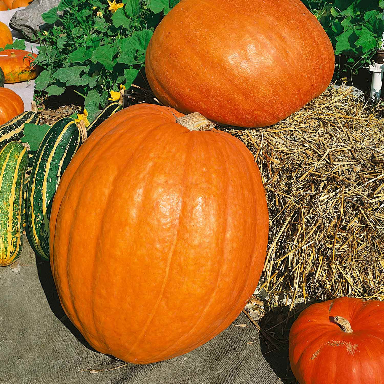 Pumpkin 'Prizewinner' 3 Super Plugs Buy Pumpkin Plants Online Pumpkin Plants for Sale